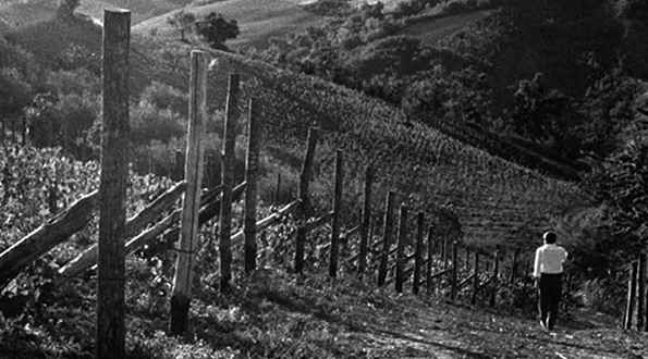 Valturio e i vini dell'unico produttore del Montefeltro. Le Marche del vino: non solo Verdicchio